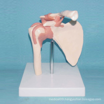 The Natural Human Shoulder Joint Anatomical Medical Model (R020913)